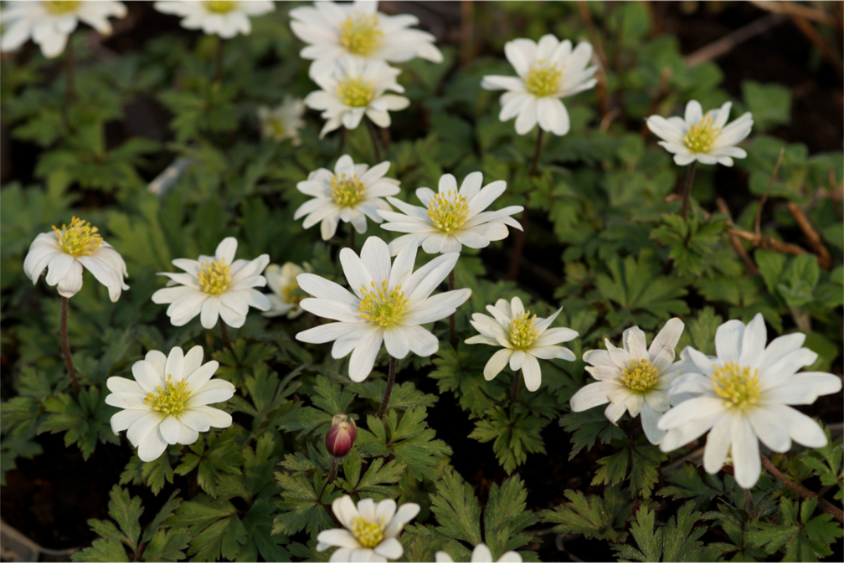 Anemone blanda 'White Splendour'