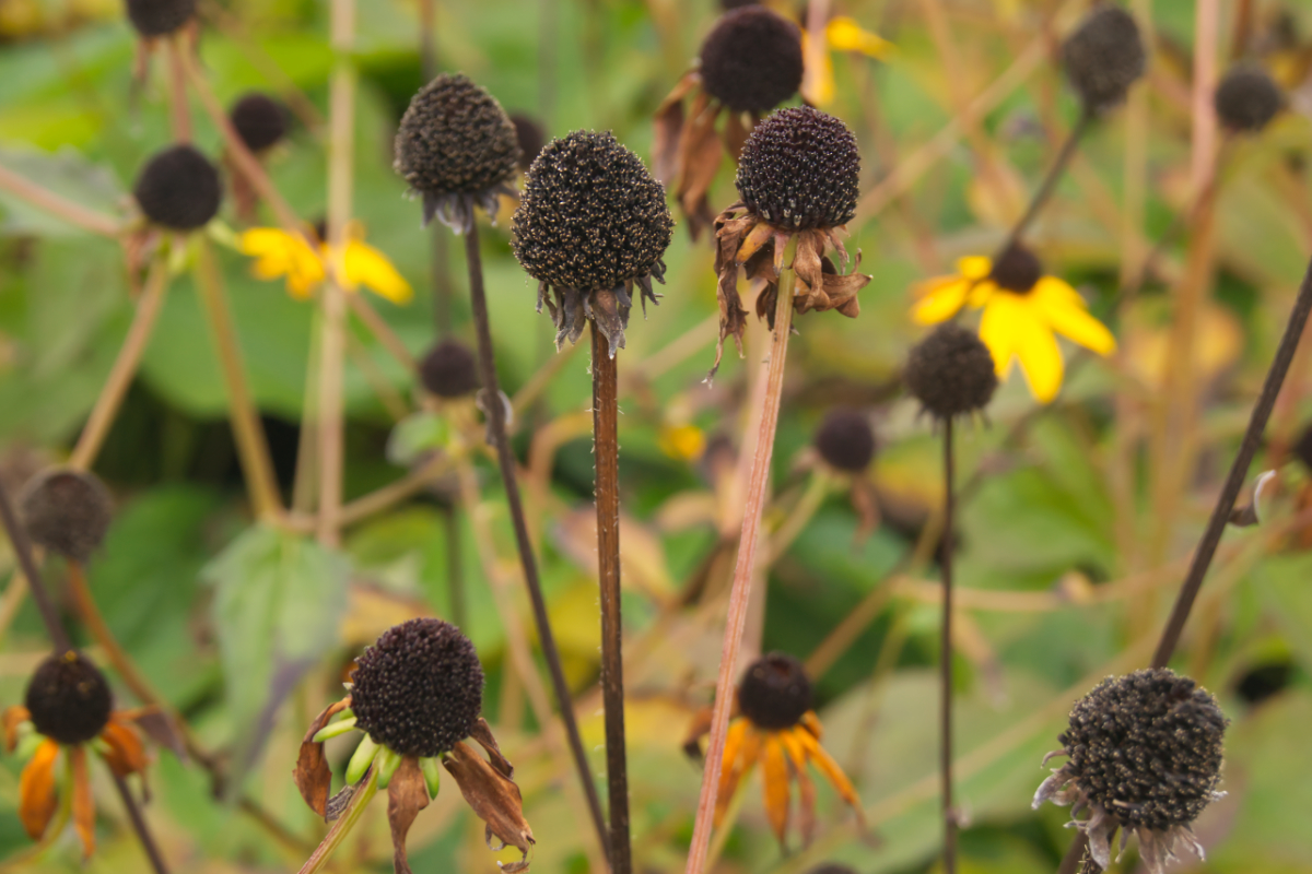 Rudbeckia fulgida var. sullivantii 'Goldsturm'