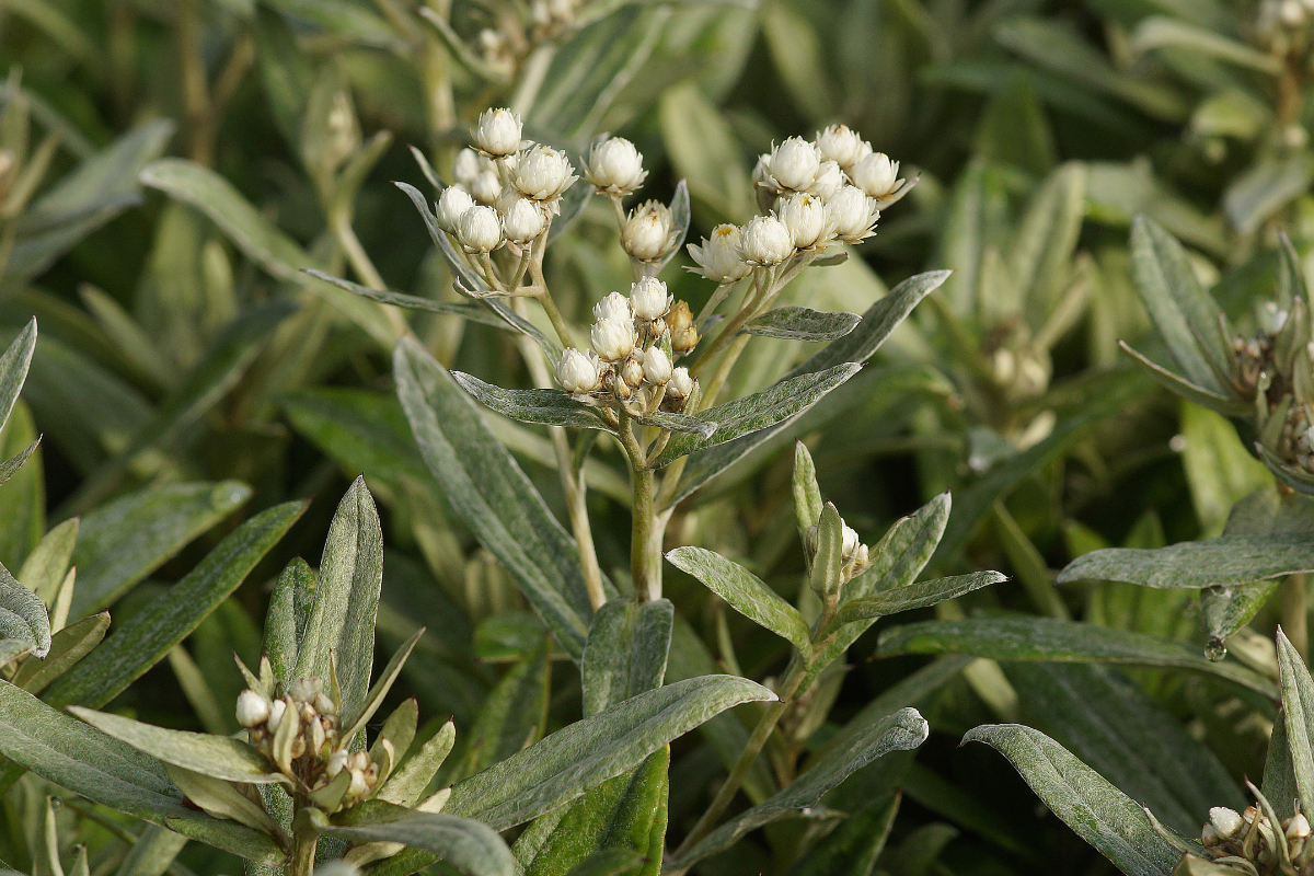 Anaphalis triplinervis 'Silberregen'