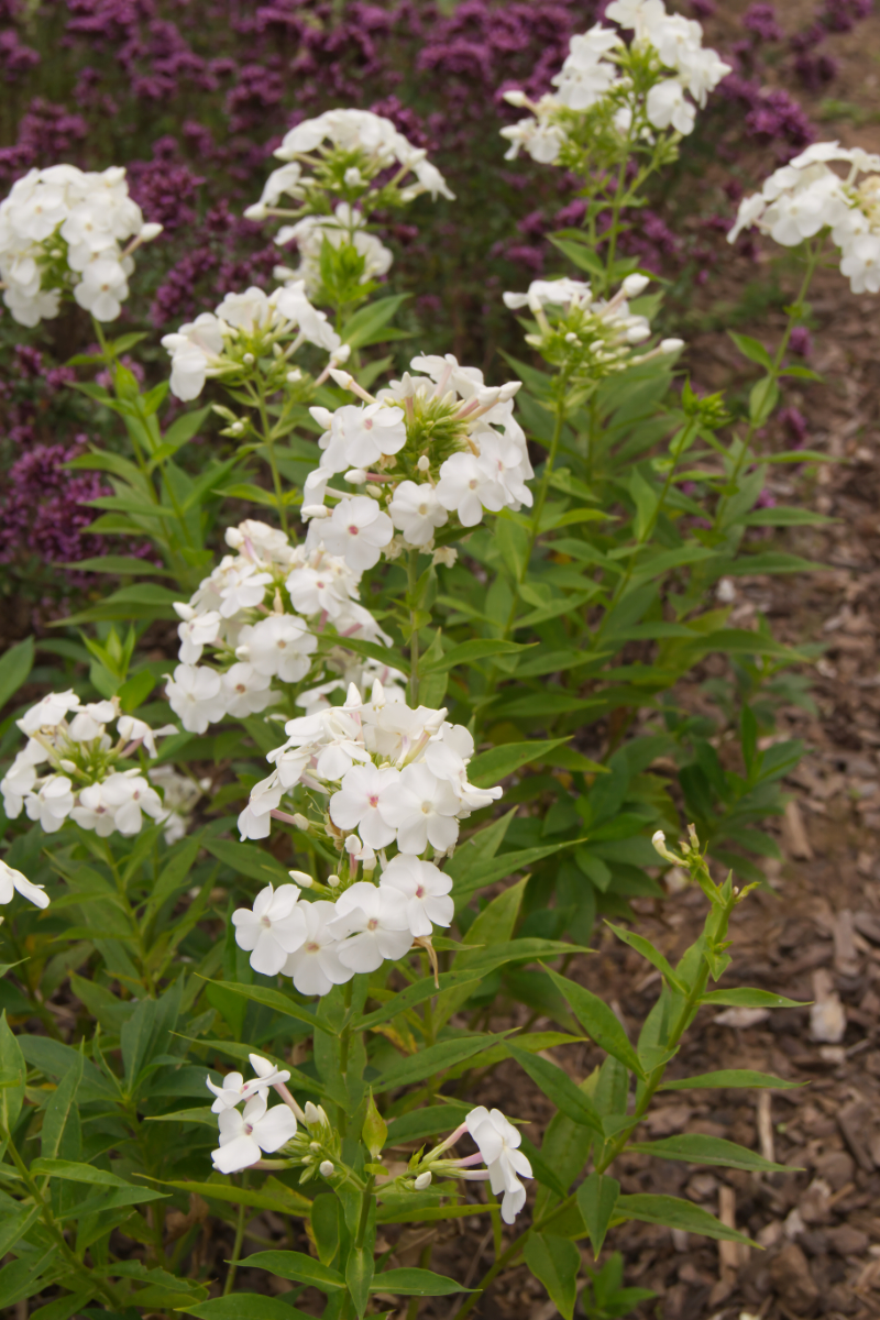 Phlox Paniculata-Hybr. 'David' (ehemals amplifolia)