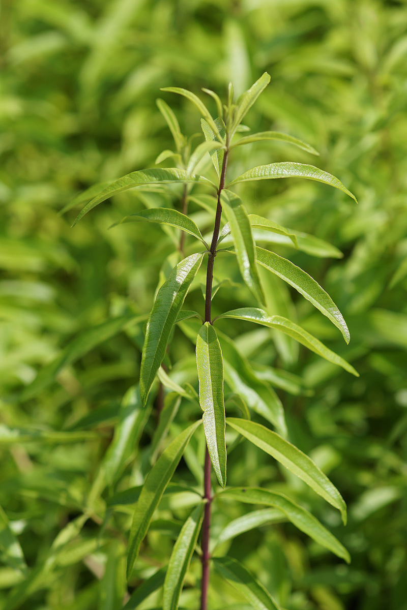 Lippia citriodora (Aloysia triphylla)