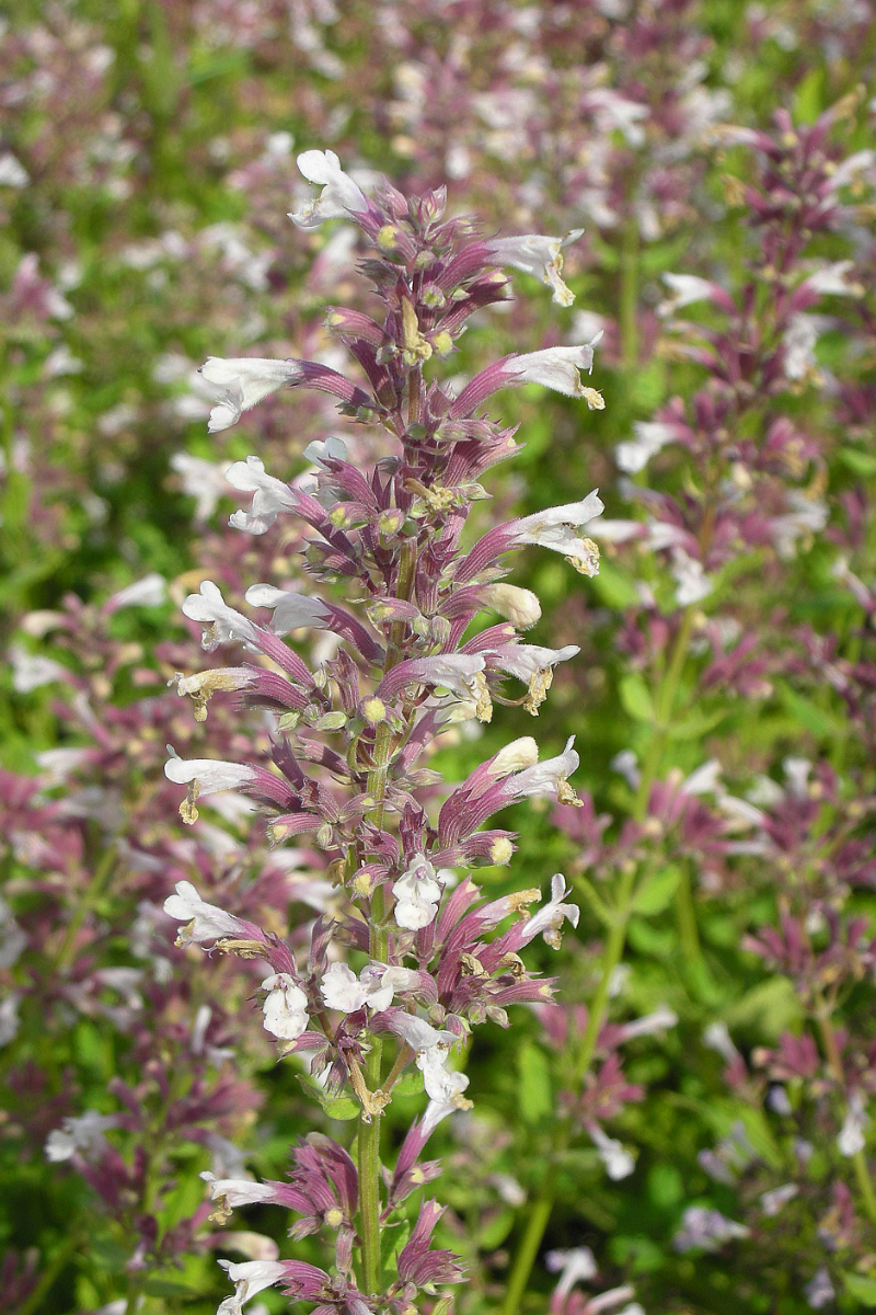 Nepeta grandiflora 'Dawn to Dusk'