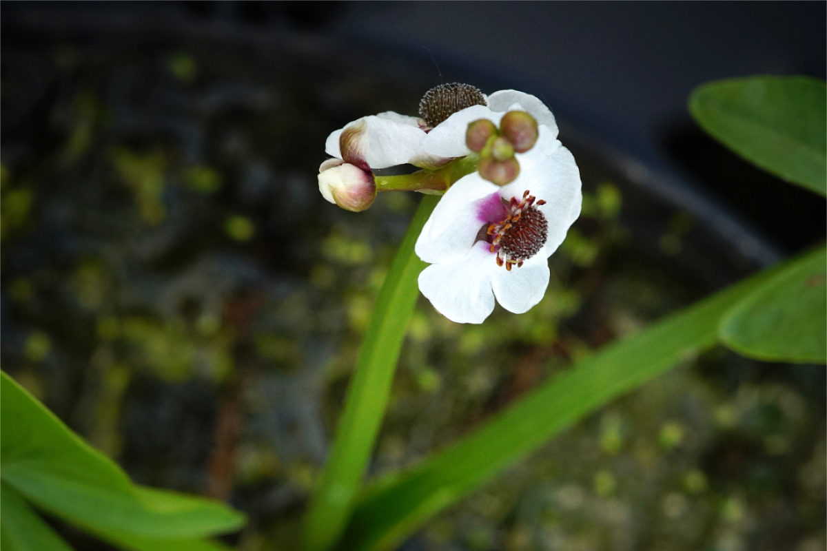 Sagittaria sagittifolia