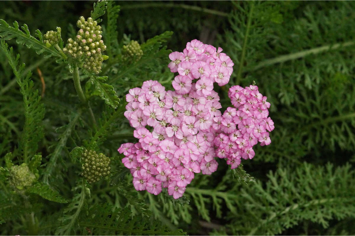 Achillea Millefolium-Hybr. 'Apfelblüte'  - Schafgarbe