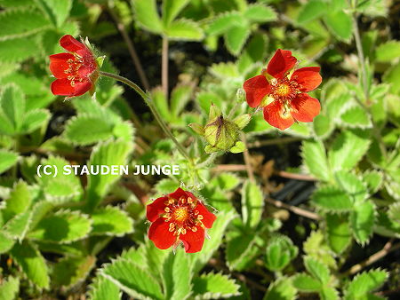Potentilla atrosanguinea