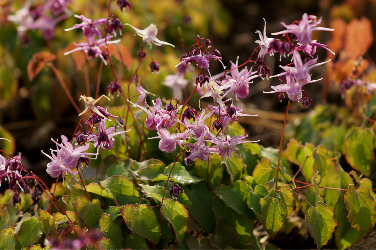 Epimedium grandiflorum 'Lilafee'