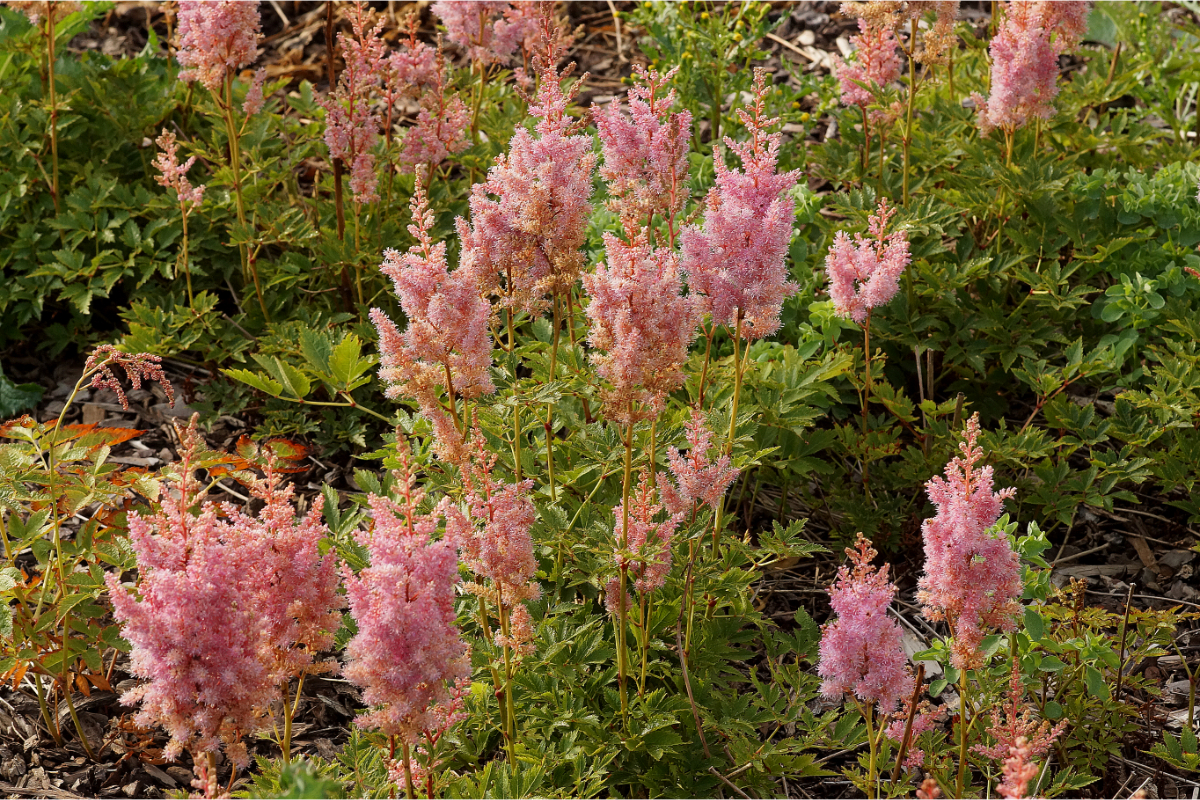 Astilbe Arendsii-Hybr. 'Cattleya' - Prachtspiere