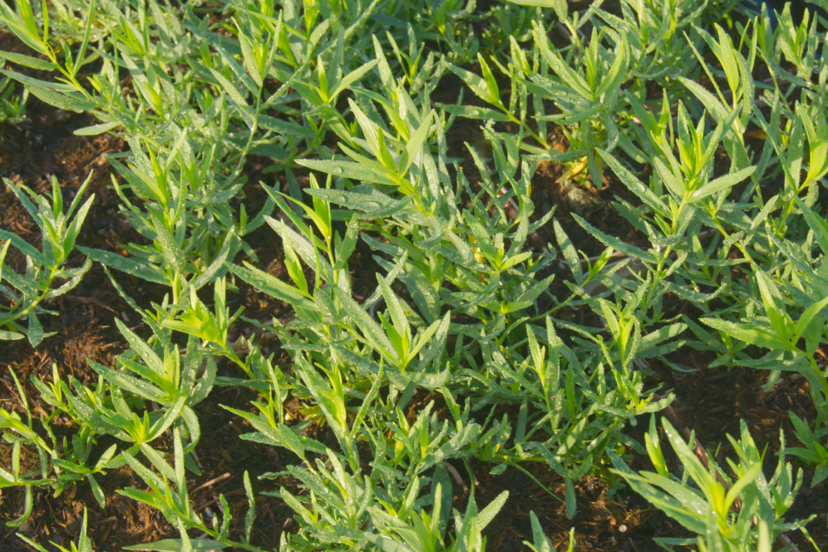 Artemisia dracunculus 'French Tarragon' - Französischer Estragon