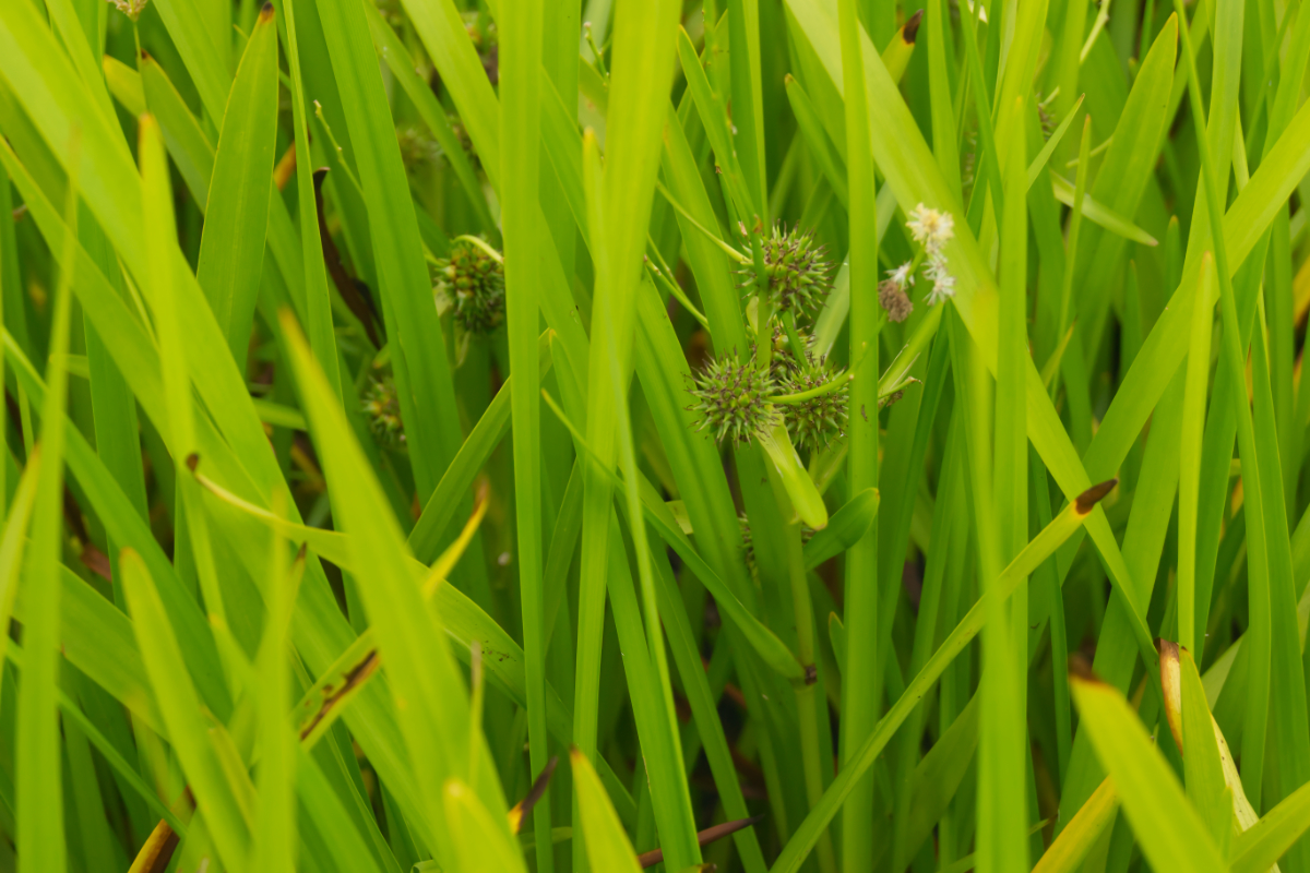 Sparganium erectum