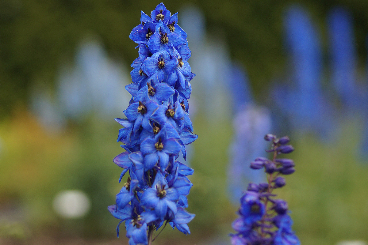 Delphinium Elatum-Hybr. 'Grünberg' - Hoher Garten-Rittersporn