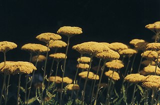 Achillea filipendulina 'Parker' - Schafgarbe