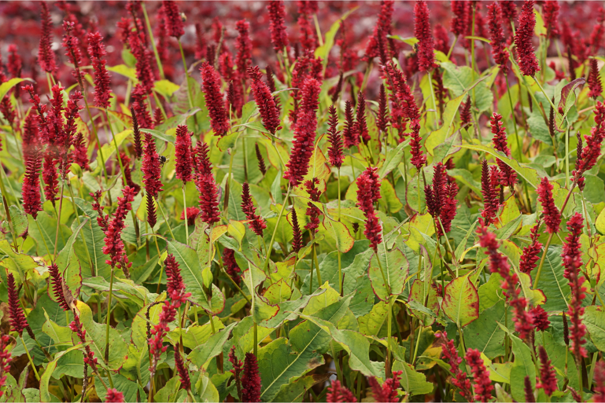 Bistorta amplexicaulis 'Blackfield' (R) - Kerzenknötericch