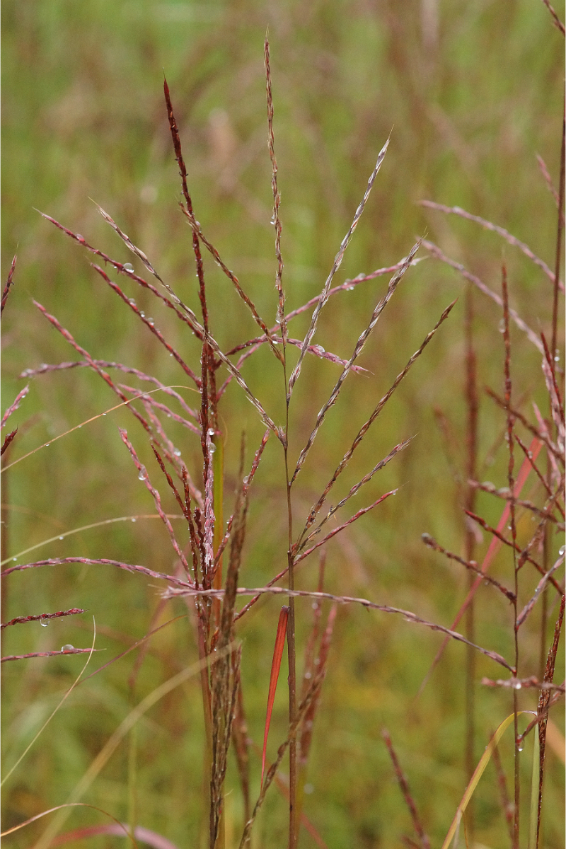 Miscanthus sinensis 'Ghana'