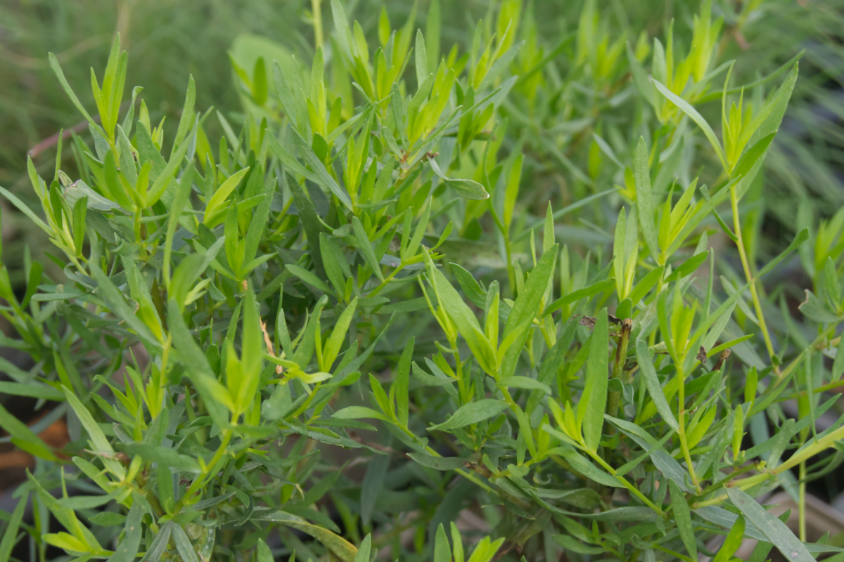 Artemisia dracunculus var.sativa -Thüringen- - Thüringischer Estragon