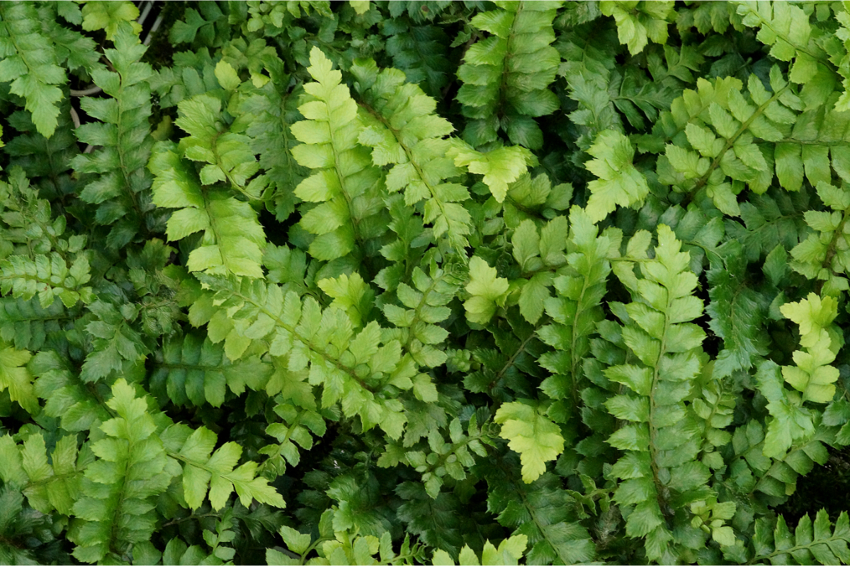 Polystichum polyblepharum gen. - Japanischer Glanzschildfarn