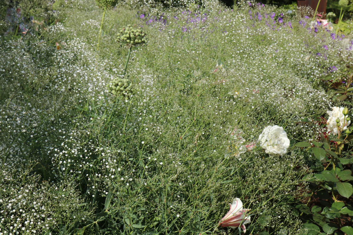 Gypsophila paniculata 'Bristol Fairy'