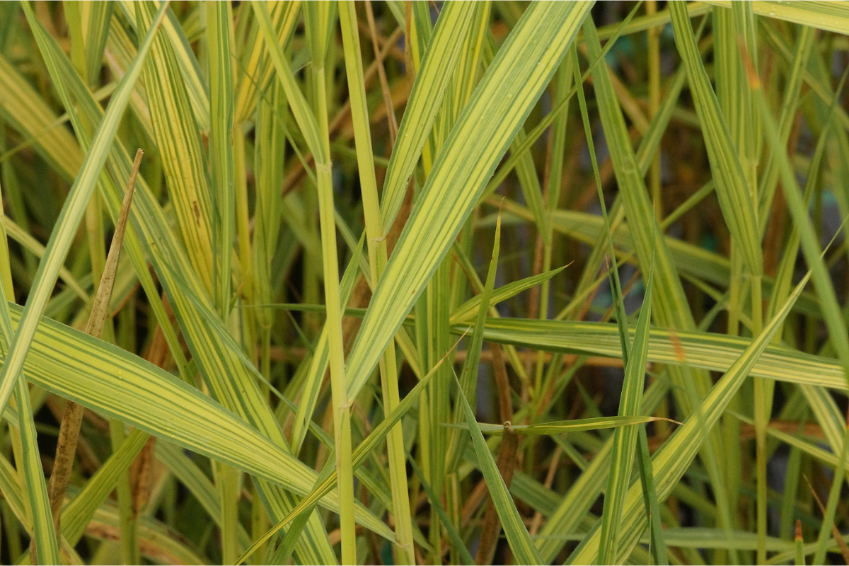 Phragmites australis 'Variegata' - Schilf