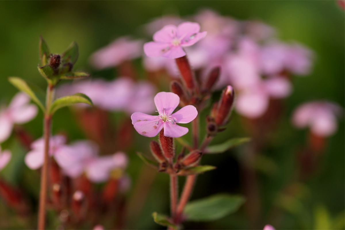 Saponaria ocymoides