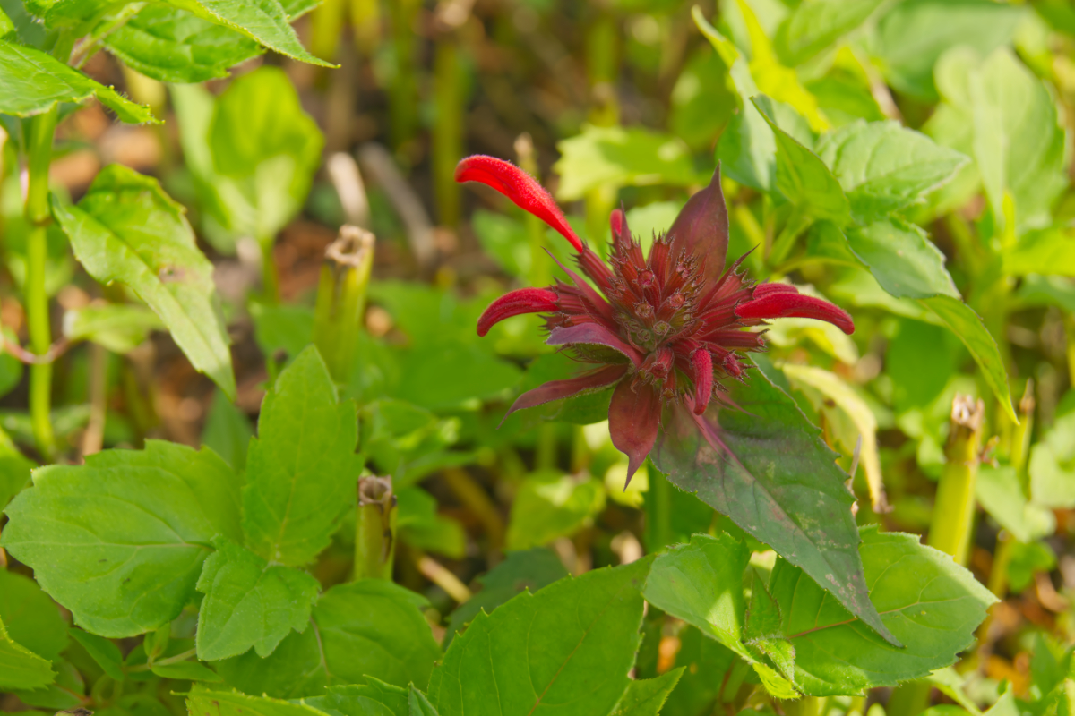 Monarda Fistulosa-Hybr. 'Gardenview Scarlet' - Indianernessel