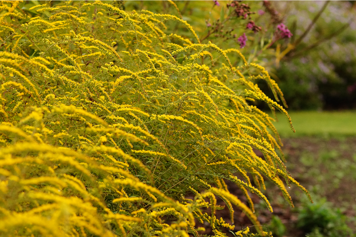 Solidago rugosa 'Fireworks'
