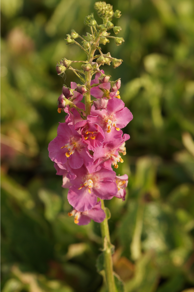 Verbascum phoeniceum 'Rosetta' - Königskerze