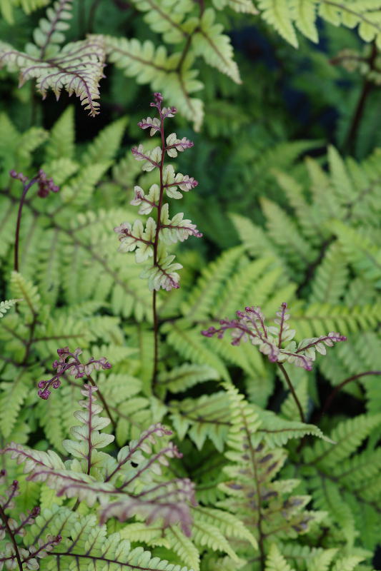 Athyrium otophorum var.okanum gen.