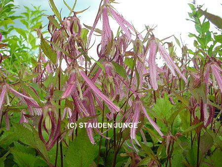 Campanula 'Pink Octopus' (R) - Glockenblume