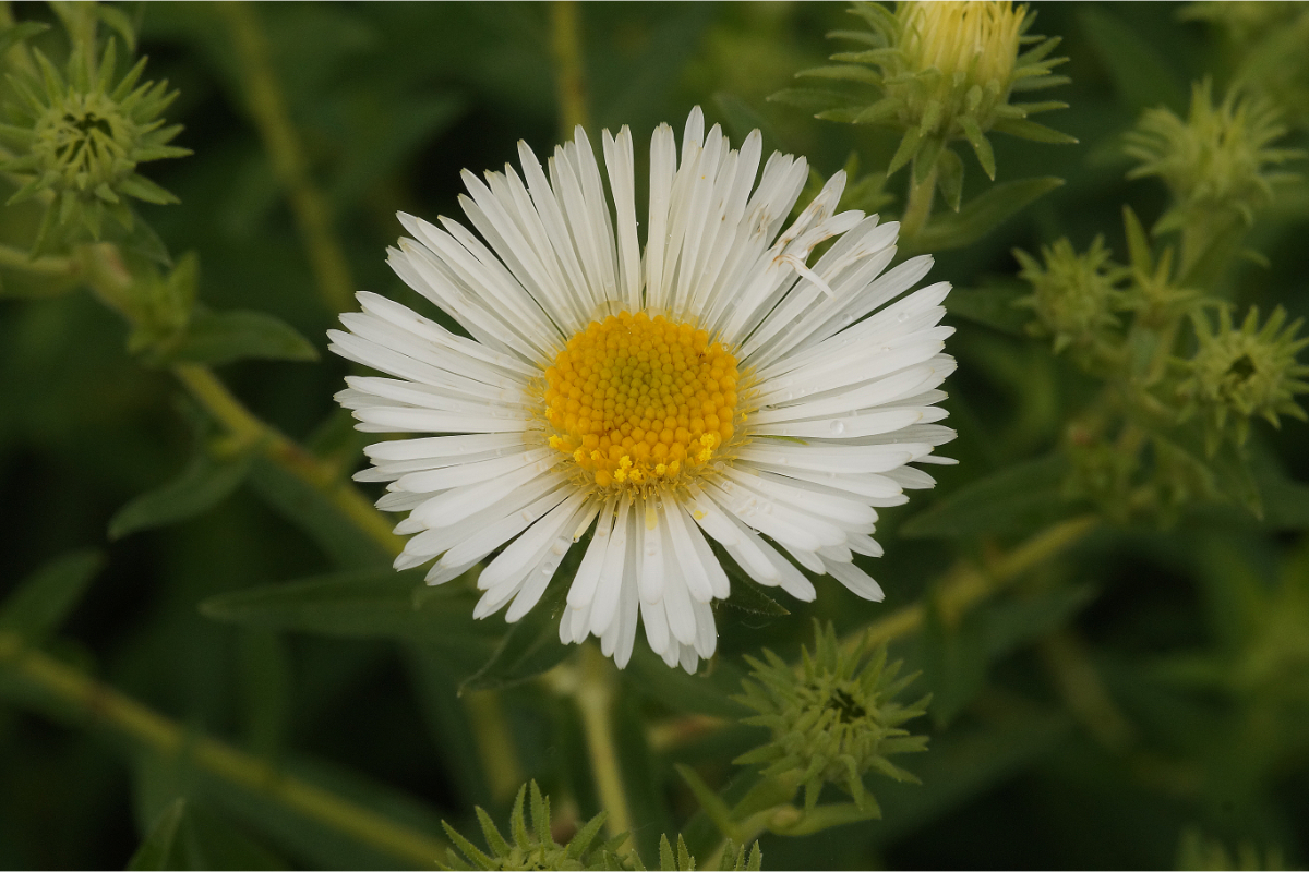 Aster novae-angliae 'Herbstschnee' - Rauhblattaster