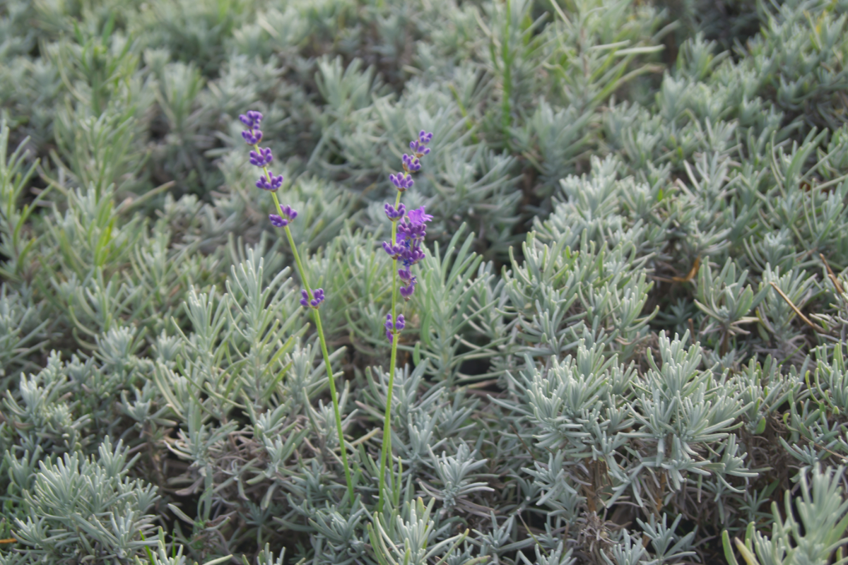 Lavandula angustifolia 'Siesta'