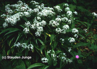 Allium ursinum