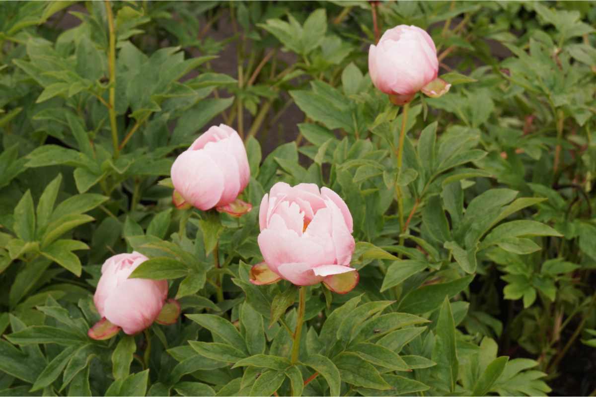 Paeonia Lactiflora-Hybr. 'Soft Salmon Saucer'