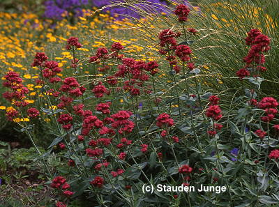 Centranthus ruber 'Coccineus'