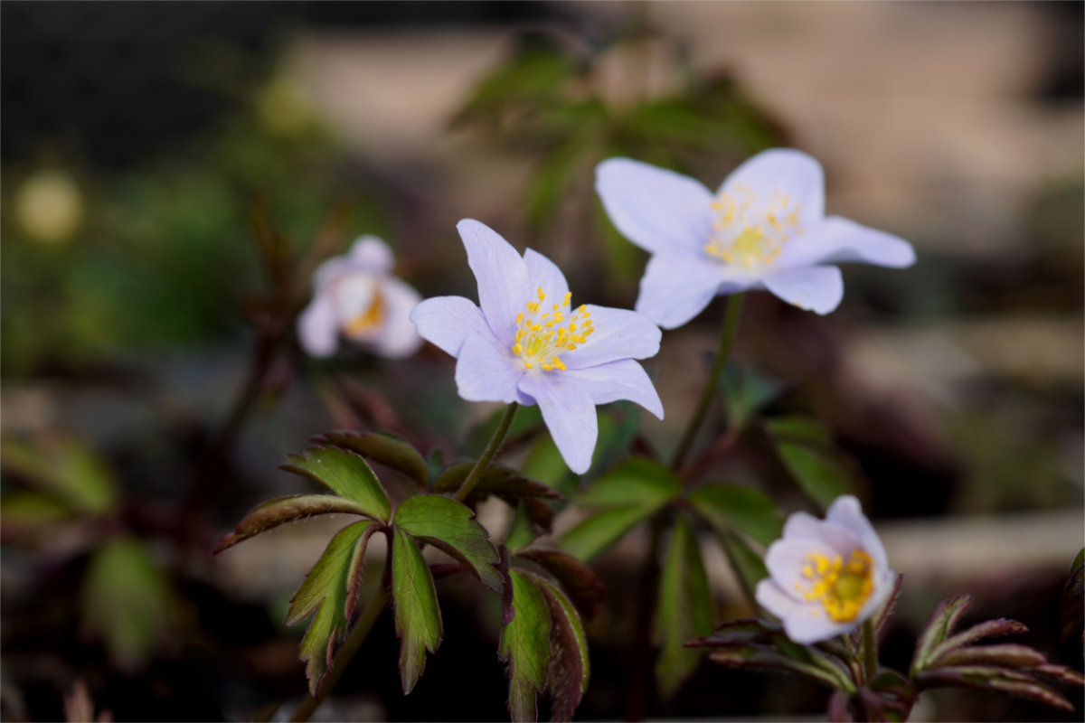 Anemone nemorosa 'Robinsoniana' - Buschwindröschen