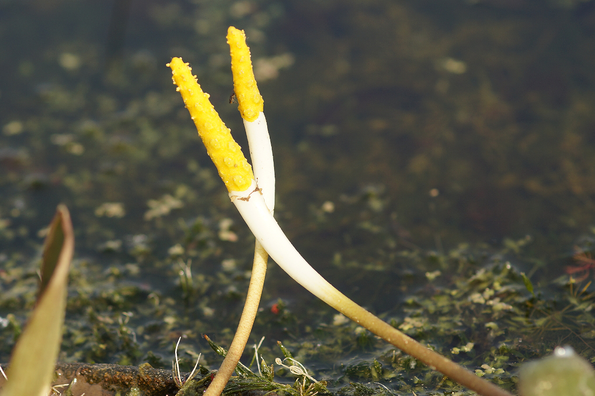 Orontium aquaticum - Goldkeule