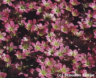 Saxifraga Arendsii-Hybr. 'Pixie'