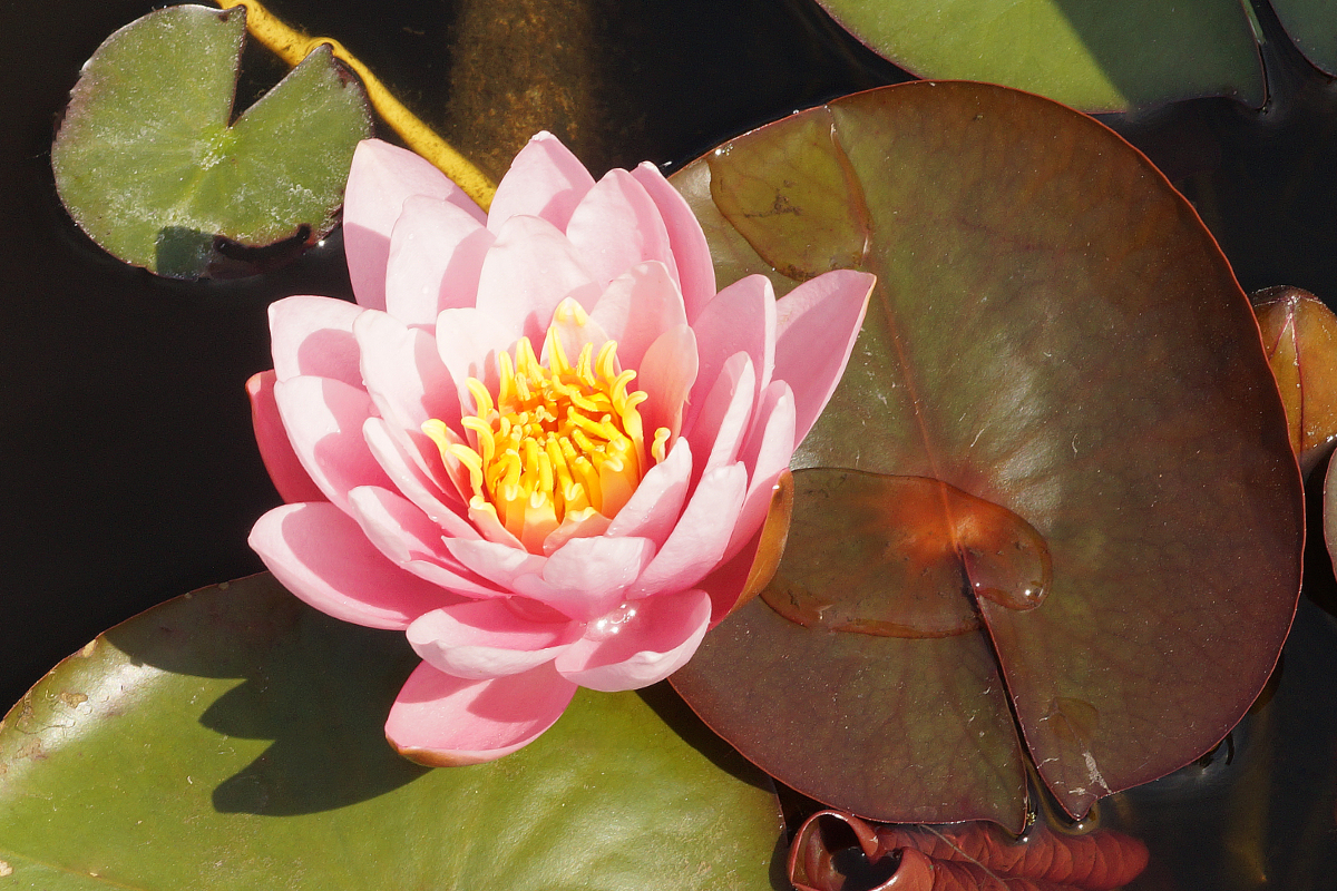 Nymphaea Hybride 'Fabiola'
