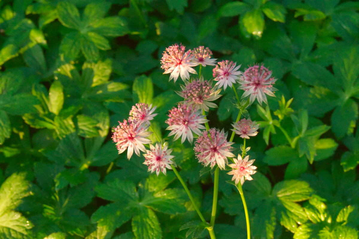 Astrantia major 'Roma' (R)