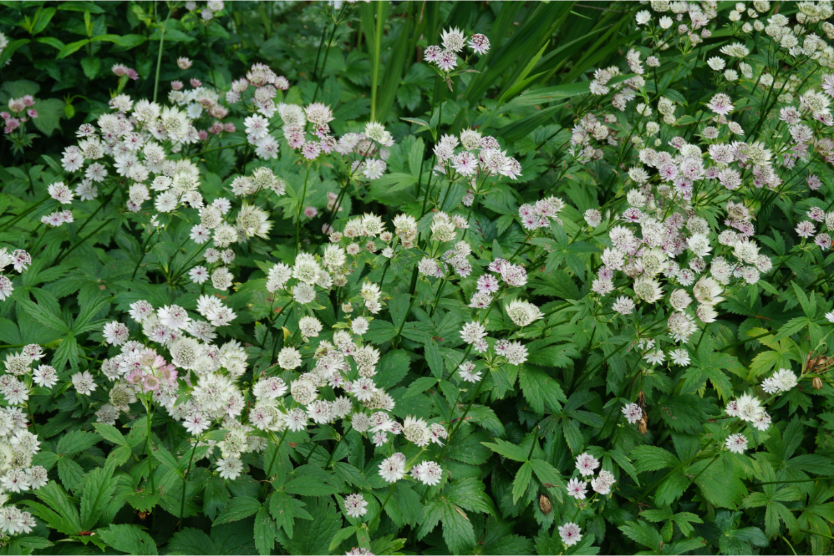 Astrantia major