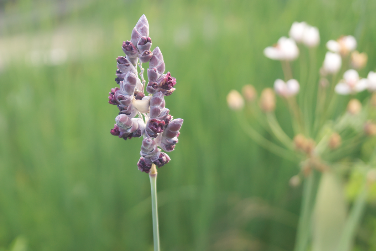 Thalia dealbata - Große Marante