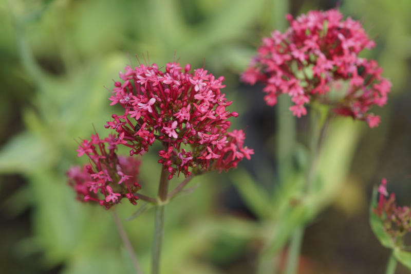 Centranthus ruber 'Coccineus'
