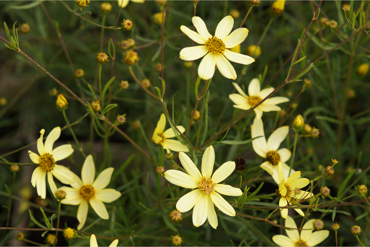 Coreopsis verticillata 'Moonbeam' - Mädchenauge