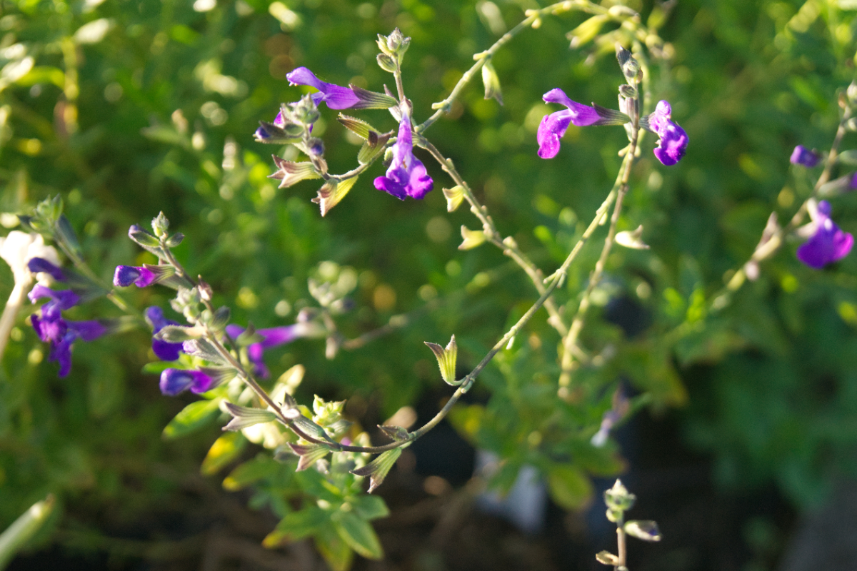 Salvia microphylla 'Blue Monrovia' - Johannisbeer-Salbei