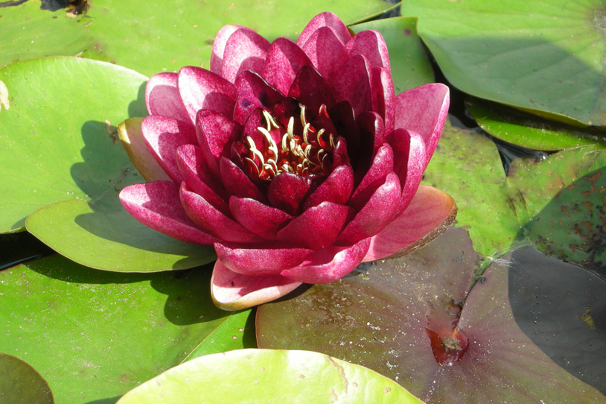 Nymphaea Hybride 'Almost Black'
