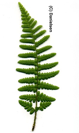Dryopteris affinis ssp. affinis gen.