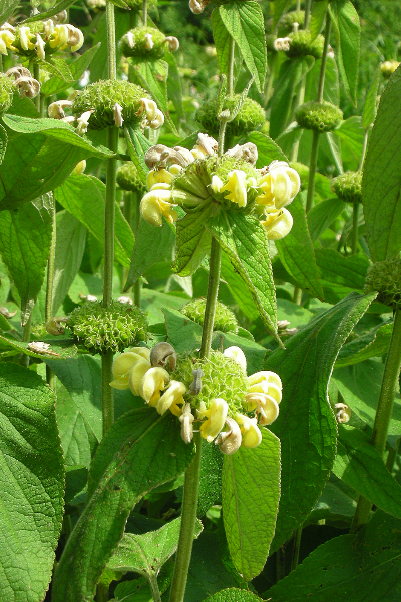 Phlomis russeliana - Syrisches Brandkraut