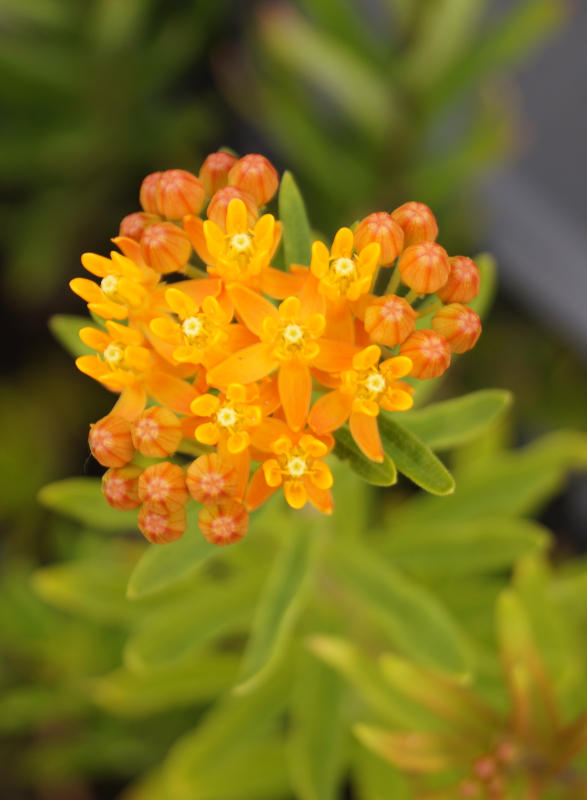 Asclepias tuberosa - Knollige Seidenpflanze