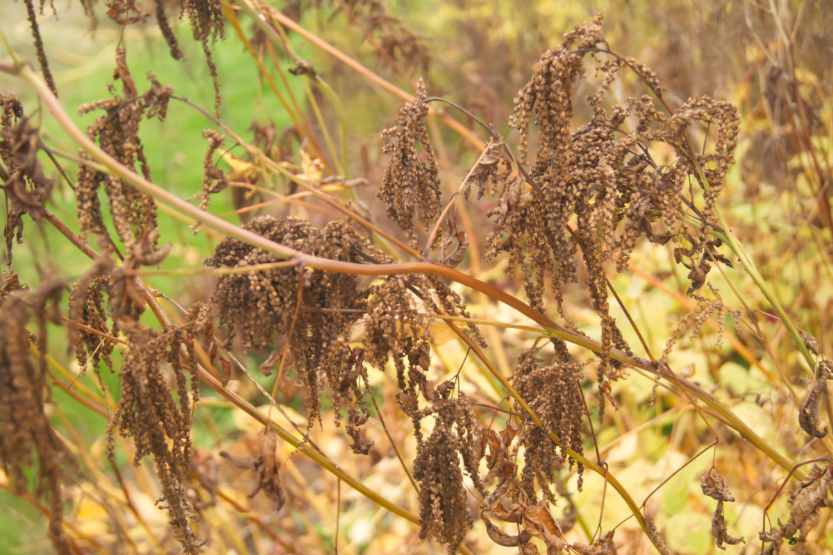 Aruncus dioicus (sylvestris)