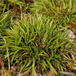 Luzula pilosa ‘Igel‘ Luzula pilosa ‘Igel‘