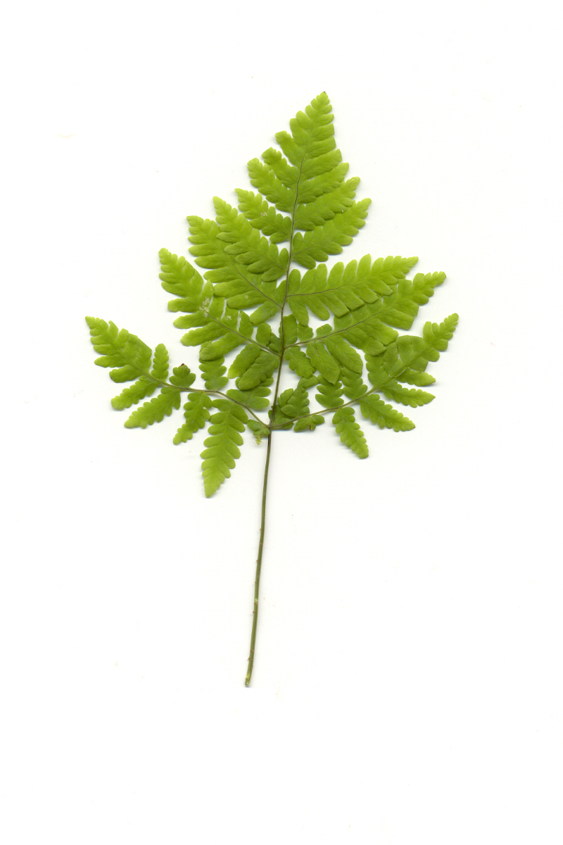 Gymnocarpium dryopteris gen. - Eichenfarn