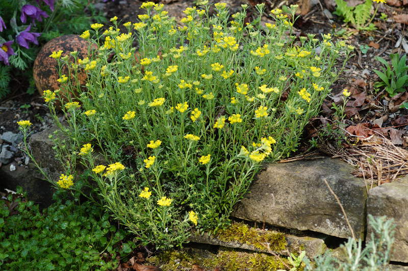 Alyssum montanum 'Berggold'